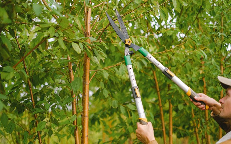 Tree trimming in Albion, PA